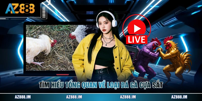 Đá Gà Cựa Sắt - Tổng Quan Luật Lệ Và Các Dòng Chiến Kê Tìm hiểu tổng quan về loại đá gà cựa sắt