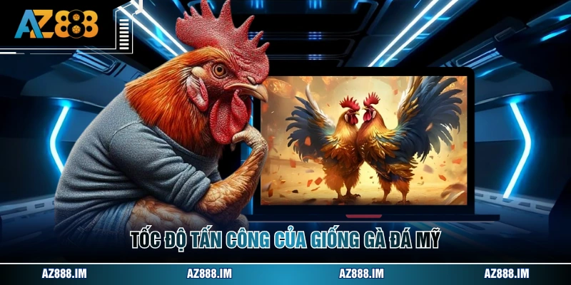 Đá Gà Cựa Sắt - Tổng Quan Luật Lệ Và Các Dòng Chiến Kê Tốc độ tấn công của giống gà đá Mỹ